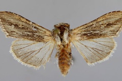 Cucullia syrtana