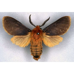 /filer/webapps/moths/media/images/U/upembae_Metarctia_HT_RMCA_01.jpg