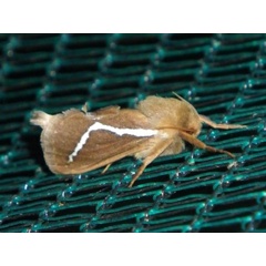 /filer/webapps/moths/media/images/C/cretata_Eudalaca_A_Liebenberg.jpg