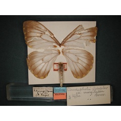 /filer/webapps/moths/media/images/M/margilutea_Pseudaphelia_HT_RMCA.jpg