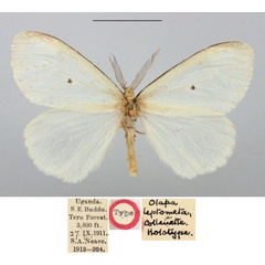 /filer/webapps/moths/media/images/L/leptomita_Olapa_HT_BMNH.jpg