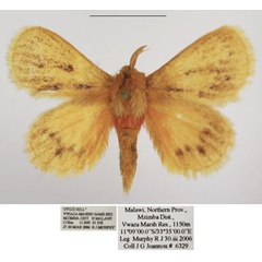 /filer/webapps/moths/media/images/G/gemmatus_Laeliopsis_AM_TMSA_01.jpg