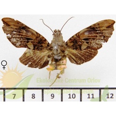 /filer/webapps/moths/media/images/I/insignis_Hypaedalea_AF_SMCR_02.jpg