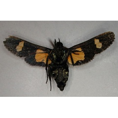 /filer/webapps/moths/media/images/O/orbiculata_Charidea_PTF_RMCA_02.jpg