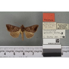 /filer/webapps/moths/media/images/I/ignicollis_Plusia_PTF_BMNH_02a.jpg
