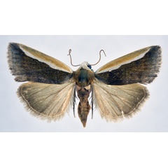 /filer/webapps/moths/media/images/P/paraalba_Acontia_AF_NHMO.jpg