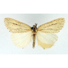 /filer/webapps/moths/media/images/D/derelicta_Crambometra_AM_TMSA_02.jpg