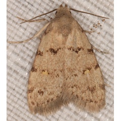 /filer/webapps/moths/media/images/N/notonana_Micronola_A_Heyns_04.jpg