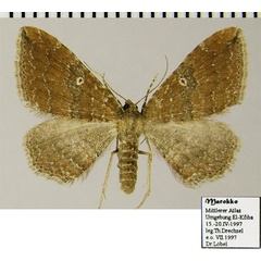 /filer/webapps/moths/media/images/O/obstipata_Orthonama_AF_ZSM.jpg