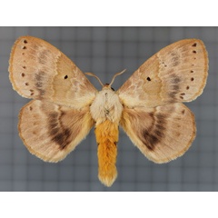 /filer/webapps/moths/media/images/G/goliath_Closterothrix_AM_Cipolla.jpg