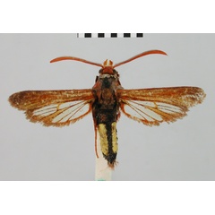 /filer/webapps/moths/media/images/X/xanthosoma_Paranthrene_HT_BMNH.jpg