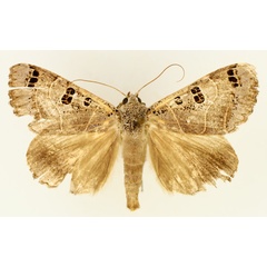 /filer/webapps/moths/media/images/M/melaconisia_Ophiusa_AM_TMSA_01.jpg