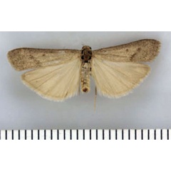 /filer/webapps/moths/media/images/C/cedrusmontanum_Entephrilema_HT_TMSA.jpg