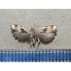 /filer/webapps/moths/media/images/S/septella_Helcystogramma_A_Goff_02.jpg