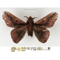 /filer/webapps/moths/media/images/V/vinacea_Streblote_PTM_NHMUK.jpg