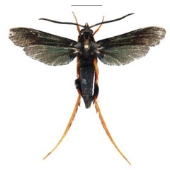 /filer/webapps/moths/media/images/S/superba_Cicinnoscelis_HT_SMNSa.jpg