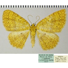 /filer/webapps/moths/media/images/S/serraticornis_Asthenotricha_AF_ZSM.jpg