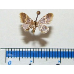 /filer/webapps/moths/media/images/A/apoa_Idaea_A_Goff_01.jpg