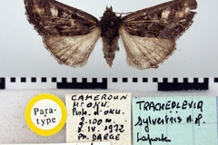 Tracheplexia sylvestris