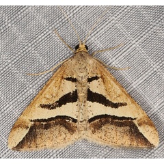 /filer/webapps/moths/media/images/O/observata_Chiasmia_A_Heyns_01.jpg