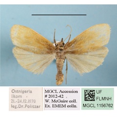 /filer/webapps/moths/media/images/O/ochreata_Pusiola_A_MGCLa_03.JPG