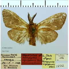 /filer/webapps/moths/media/images/N/nigripennis_Afropsyche_HT_NMB.jpg