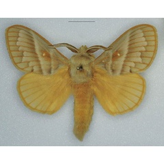 /filer/webapps/moths/media/images/V/venosa_Bombycopsis_AM_Ihle.jpg