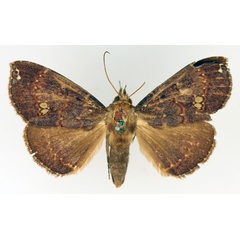 /filer/webapps/moths/media/images/V/vacillans_Facidia_AF_TMSA_02.jpg