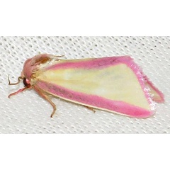 /filer/webapps/moths/media/images/G/galatheae_Timora_A_Braun_15.jpg