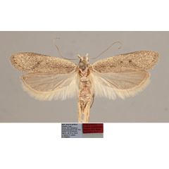 /filer/webapps/moths/media/images/T/tornilineata_Nothris_FPT_NHMO.jpg