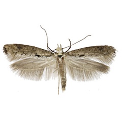 /filer/webapps/moths/media/images/A/alexi_Yponomeuta_PT_Agassiz.jpg