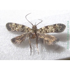 /filer/webapps/moths/media/images/N/nigromaculella_Metachanda_A_Bippus.jpg