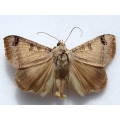 /filer/webapps/moths/media/images/C/cancellata_Ophiusa_A_Goff.jpg