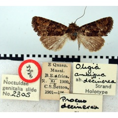 /filer/webapps/moths/media/images/D/decinerea_Procus_HT_BMNH.jpg