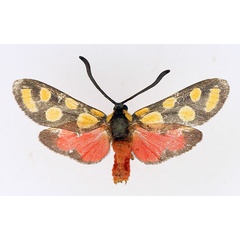 /filer/webapps/moths/media/images/A/agria_Praezygaena_AM_TMSA.jpg