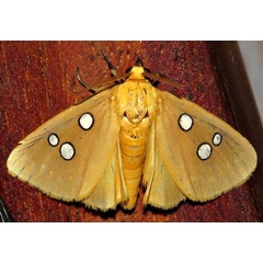 /filer/webapps/moths/media/images/C/cinctigutta_Rhanidophora_A_Braun_12.jpg