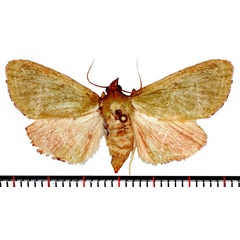 /filer/webapps/moths/media/images/P/prasinalis_Lantzina_AF_Poltavsky.jpg