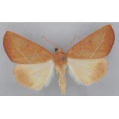 /filer/webapps/moths/media/images/C/crocopeplus_Terpnostola_AM_TMSA_01.jpg