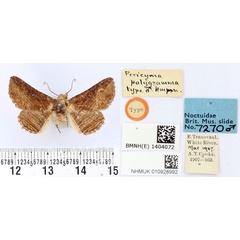 /filer/webapps/moths/media/images/P/polygramma_Pericyma_HT_BMNH.jpg