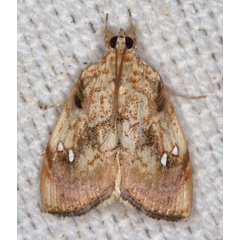 /filer/webapps/moths/media/images/P/pavonana_Crocidolomia_A_Heyns_03.jpg