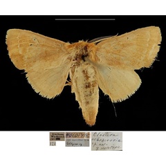 /filer/webapps/moths/media/images/O/ochracearia_Clostera_HT_RBINSa.jpg