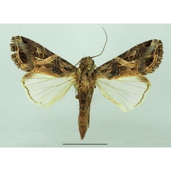 /filer/webapps/moths/media/images/L/littoralis_Spodoptera_A_Basquin.jpg