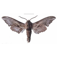 /filer/webapps/moths/media/images/B/boisduvali_Oplerclanis_AM_EMEMa.jpg