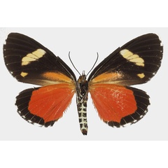 /filer/webapps/moths/media/images/A/agaristoides_Phaegorista_AF_Basquinb.jpg