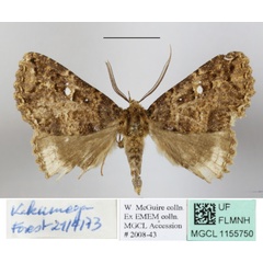 /filer/webapps/moths/media/images/E/equatorialis_Sypnoides_A_MGCLa_02.JPG