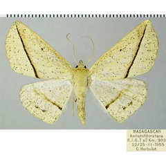 /filer/webapps/moths/media/images/A/aspilates_Psilocerea_AF_ZSM.jpg