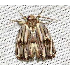 /filer/webapps/moths/media/images/I/interrupta_Anedhella_A_Braun_05.jpg