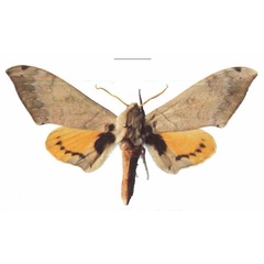 /filer/webapps/moths/media/images/P/postica_Pseudoclanis_AM_EMEM_01a.jpg