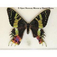 /filer/webapps/moths/media/images/R/rhipheus_Chrysiridia_A_OUMNHa_01.jpg