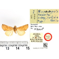 /filer/webapps/moths/media/images/C/calida_Eupsoropsis_HT_BMNH.jpg